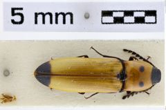 Foto (Dorsalansicht) von Melanotus laoticus (Fleutiaux, 1933)